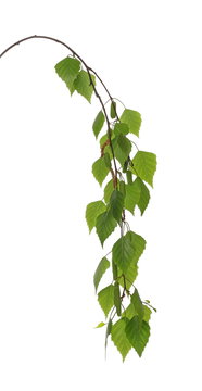 Young birch branch with green leaves isolated on white background, clipping path