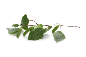 Obraz premium Młoda brzoza gałąź z zielonymi liśćmi odizolowywającymi na białym tle