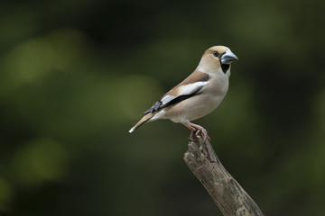 Hawfinch, Coccothraustes coccothraustes, single bird