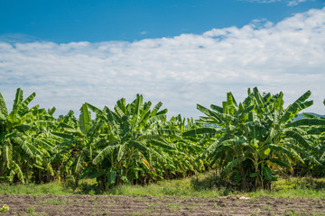 Obraz premium Banana tree