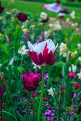 Pretty two toned tulip 