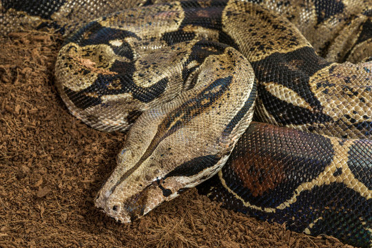 Boa constrictor imperator - nominal Colombia - colombian redtail boas – females