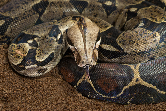 Close up of Boa constrictor imperator - nominal Colombia - colombian redtail boas – females