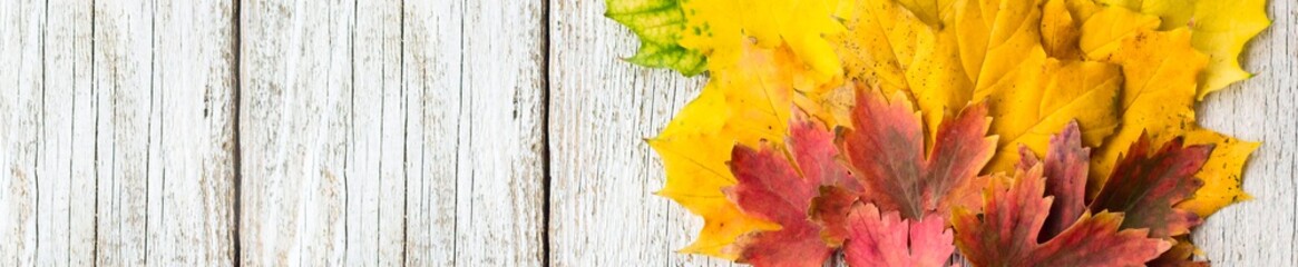 Banner of Maple leaves on white wooden background arranged in fan shape with copy space