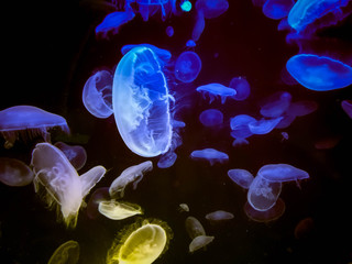 close up of  large bright colorful jellyfishes swimming in the dark water of aquarium.