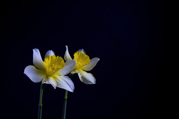 Obraz na płótnie Canvas Stylish minimalist still life with Narcissus on a dark background
