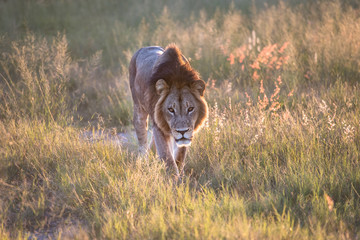 Fototapeta premium Mighty Lion watching the lionesses who are ready for the hunt in Masai Mara, Kenya (Panthera leo) 