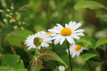 Daisy field in summer