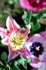 Colors flowers spring 2018 / Lovely Nature from Tuscany 