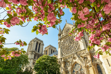 The rose window and bell towers of Notre-Dame de Paris cathedral by a sunny spring day seen from under japanese cherry trees in full bloom with branches laden with pink flowers in the foreground.