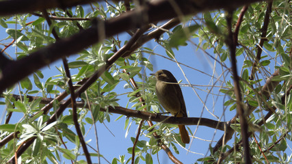 Close-Up of Yellow-Green Bird Resting in a Tree