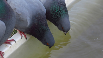 Pigeons Sharing a Drink in Pigeon Valley, Cappadocia