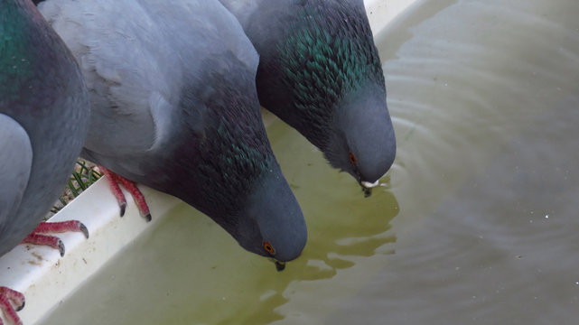 Pigeons Sharing a Drink in Pigeon Valley, Cappadocia