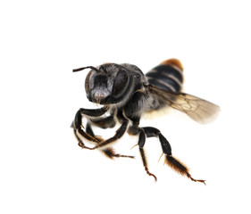 Bee on white background