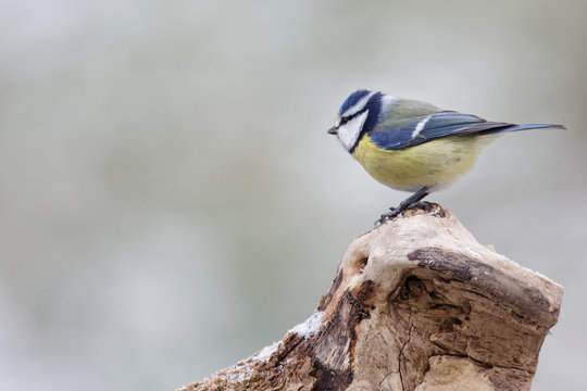 M&eacute;sange bleue