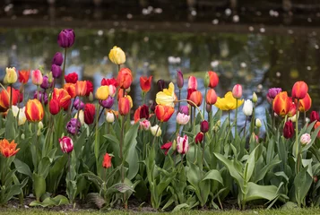 Poster de jardin Tulipe colorful tulips flowers blooming in a garden