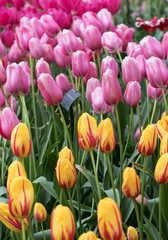 Obraz premium colorful tulips flowers blooming in a garden