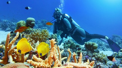 Beautiful coral reef with yellow coral fish, woman scuba diver on the background
