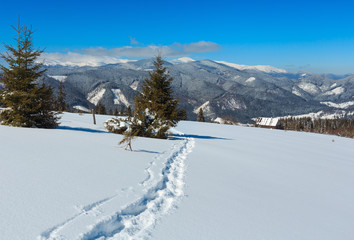 Fototapeta na wymiar Winter morning Carpathian mountains, Ukraine