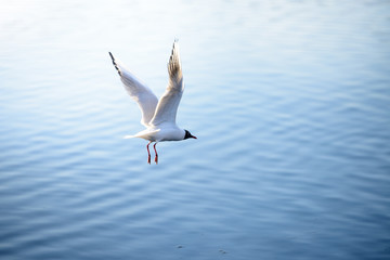 Seagull takes off from the water with splashes