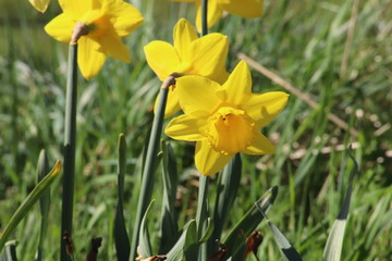 Fototapeta premium Close up of daffodils growing wild