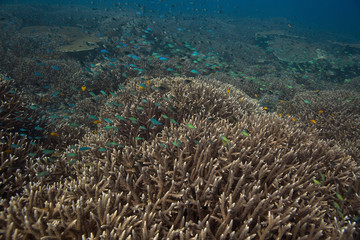 Naklejka na ściany i meble The staghorn coral (Acropora cervicornis). Picture was taken in the Ceram sea, Raja Ampat, West Papua, Indonesia