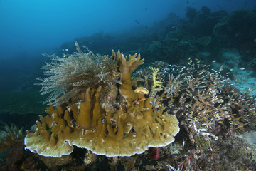 Marvelous colors and shapes of corals in the Ceram sea, Raja Ampat, West Papua, Indonesia