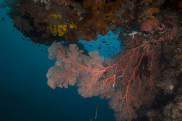 Fototapeta na wymiar Unimaginable size of coral gardens, diversity of forms and fabulous colors. Picture was taken in the Ceram sea, Raja Ampat, West Papua, Indonesia