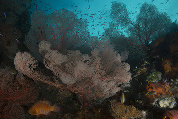 Fototapeta na wymiar Unimaginable size of coral gardens, diversity of forms and fabulous colors. Picture was taken in the Ceram sea, Raja Ampat, West Papua, Indonesia