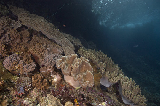 Beautiful  soft corals in the Ceram sea, Misool, West Papua, Indonesia