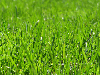 Light green grass texture. Environment day background