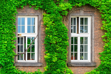 Fototapeta na wymiar two windows and a dense vine on a brick wall