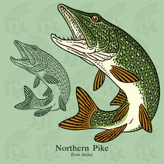 Northern Pike. Vector illustration with refined details and optimized stroke that allows the image to be used in small sizes (in packaging design, decoration, educational graphics, etc.)