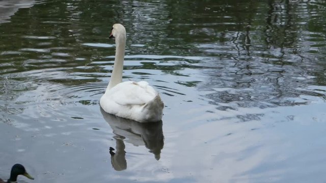 White swan and duck swim in the lake of the city park