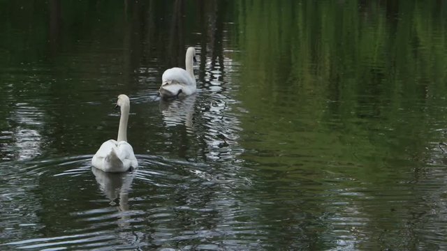 Couple of white swans  swim in the lake of the city park