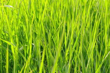 spring grass field