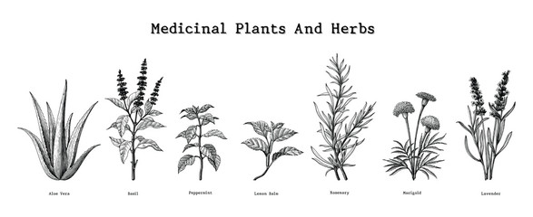 Medicinal plants and herbs hand drawing vintage engraving illustration - obrazy, fototapety, plakaty