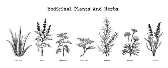 Tuinposter Geneeskrachtige planten en kruiden hand tekenen vintage gravure illustratie © channarongsds