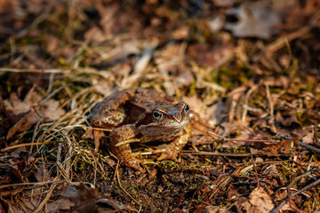 a brown frog sits among colorful tree leaves