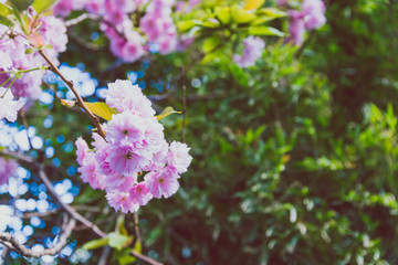 spring trees with branches full of pink flowers blooming