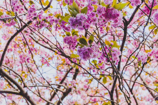 spring trees with branches full of pink flowers blooming