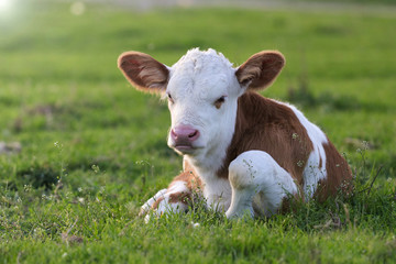 Brown white calf on the floral field