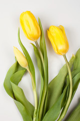 delicate yellow tulips on white background