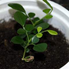 Planting material: murraya paniculata seedlings growing in plastic pot