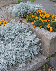 Jacobaea maritima and orange Tagetes patula growing in concrete flower bed in summer park