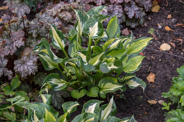 Beautiful variegated hosta growing in garden flower bed