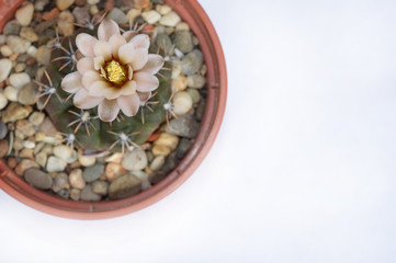Potted blooming cactus gymnocalycium kieslingii, top view on white background