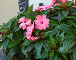 New Guinea Impatiens blossom, bright and beautiful pink flowers of touch-me-not blooming in summer garden, also known as jewelweed, snapweed and balsam