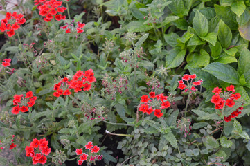 Red verbena blooming in summer park in urban flower bed, ornamental garden plant native to Americas and Asia