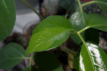 Spotted leaf of schefflera actinophylla, variegated form